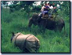 Enjoynig Safari on Elephant Ride.